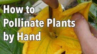 Hand Pollination: How to Pollinate Plants by Hand