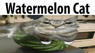 Watermelon Cat