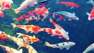 [4K] Beautiful Relax Music Sleep with Japanese Koi Carp Fish - Meditation, Study Music, Spa, Yoga