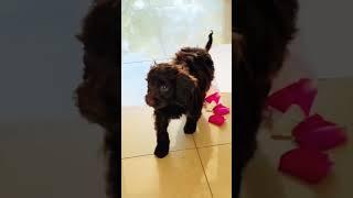 We Welcomed Our New Fur Baby, Lola | Toy Cavoodle #cute #shorts #viral #puppy #trending #dog