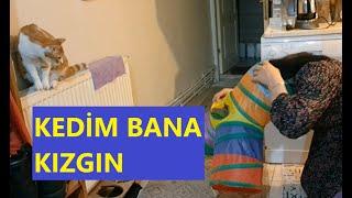 KEDİ SAHİBİNİ UNUTURMU