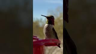 Male Anna’s Hummingbird with head and gorget reflections. 1 of 2