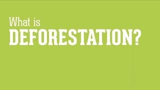 What is Deforestation?