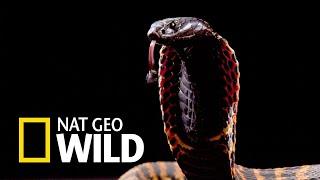 Nat Geo Wild HD Супер змея Америки