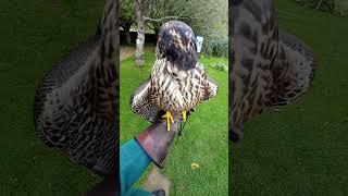 CLOSE-UP ON IMPRINT PEREGRINE