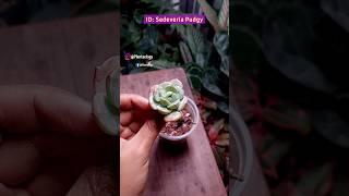 Repotting Ornamental Plant From Cuttings - Sedeveria