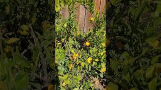 100% Organica   #mandarina #frutas #jardin #plantas #huertoorganico #shortvideo