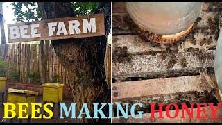 Bees Making Honey in the Bee Farm in a Resort in Zambales