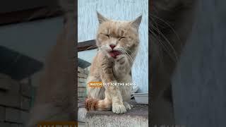 How Old Is Your Cat in Human Years? 