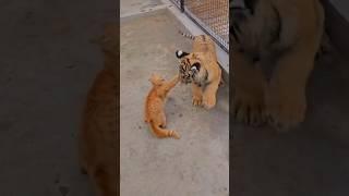 cat vs lion #shorts#cats#lion