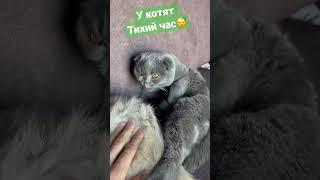 У котят тихий час #котята