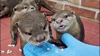 A huge Otter appeared in Otter's home!