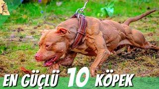 DÜNYANIN EN GÜÇLÜ VE TEHLİKELİ 10 KÖPEK CİNSİ #doberman #kangal #dogoargentino