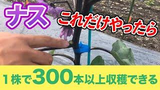 【ナス】コレらをやるだけで、1苗300本収穫できるようになります！