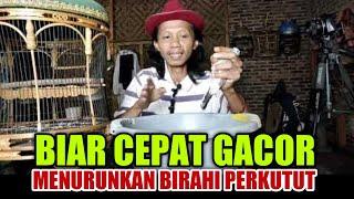 CARA MENURUNKAN DAN MENAIKAN BIRAHI PERKUTUT SUPAYA CEPAT GACOR DAN RAJIN BUNYI.