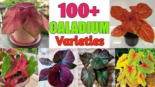 100+ Caladium Plant Species | Caladium Plant varieties with names | Plant and Planting