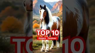 Top Ten Most Beautiful Gypsy Vanner Horses In The World #shorts #gypsyvanner #horse