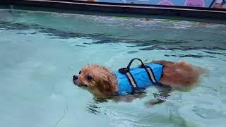 【Pet's Swimming Pool】Abby  #Pomeranian