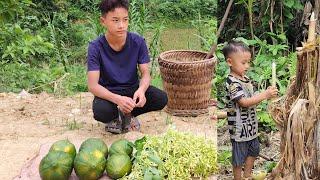 One lucky day, he met a kind person, an orphan boy harvested papaya to sell