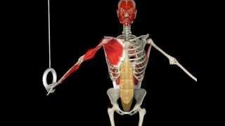 Olympic Gymnastics Rings Anatomy