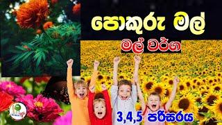 පොකුරු මල් / මල් වර්ග / flowers of clustery / flowers/ primary අපි