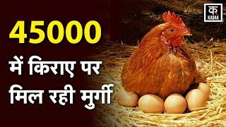 America Egg Price Rise | 45000 में किराए पर मिल रही मुर्गीI Renting chickens beating high egg prices