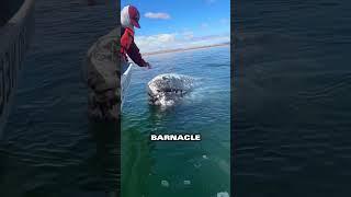 Whale shows gratitude after man removes painful barnacles