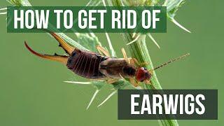 How to Get Rid of Earwigs (4 Easy Steps)