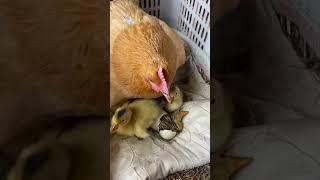 baby ducks | Duck have chicks ️️ #duck #animals #birds #birdslover #aseel #aseelmurga