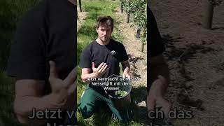 Blattlausspray für Obstbäume #gartentipps #selbstversorger #organicfarming #organic #diy