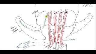 Ascending Tract - Dorsal Column/Medial Lemniscus (Neuroanatomy) for USMLE