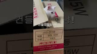 똑똑똑!!! #cat #고양이 #우유#놀람주의#갑자기#똑똑#박스#튀어나옴