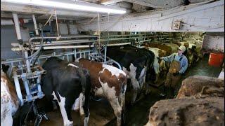 Milking Cows and Making Corn Fodder