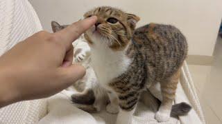 Cute Cat Diaries: The Charming Daily Grooming of Two Feline Friends