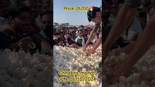 #chhabra #garlic #farmer #kisan #price #garliccultivation