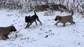 Kangal puppies in berries