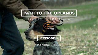 Choosing the Right E-collar: Pointing Breeds