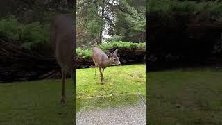 #coquitlam  #backyard #deer #beautifulbritishcolumbia #nature #foggy #portmoody  #loveanimals