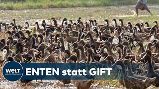 THAILAND: Hier stürmen 10.0000 Enten auf ein Reisfeld