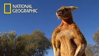 Muscular Kangaroos' Martial Arts Match｜National Geographic