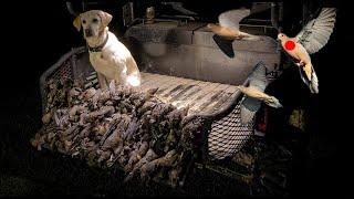 Opening Day Dove Hunt 2021 / Louisiana Dove Season Opener