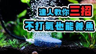 我養魚從來不用打氣機！教你如何判斷水質問題 Every Fish Can Live WITHOUT air pump?!