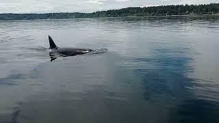 Orcas at Case inlet.