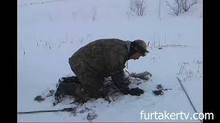 Deep Freeze Muskrat Trapping with Rich Kasper