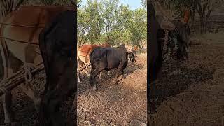 #farming #bullockvideo #soil #tree #mitti #earth