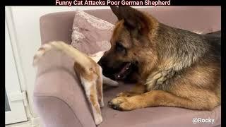 freche katze ärgert dchäferhund