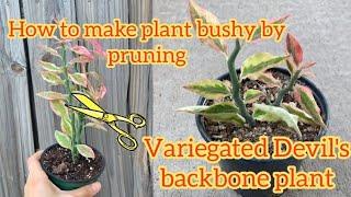 Variegated Devil's backbone plant