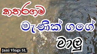 කතරගම මැණික් ගගේ මාලු - Katharagama Manik Gage Malu - Jani Vlogs SL