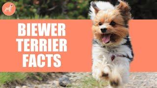 Biewer Terrier Dog Breed: 10 Amazing Facts You Must Know