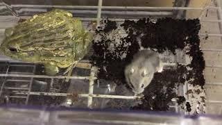 【捕食閲覧注意】アフリカウシガエルvsジャンガリアンハムスター　African bullfrog vs Djungarian Hamster 【ハムスター愛好家は見ないで下さい】